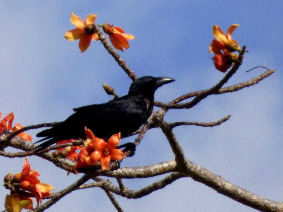 Slender-billed crow (Corvus enca) on red cotton tree (Bombax ceiba) Buton Island Indonesia