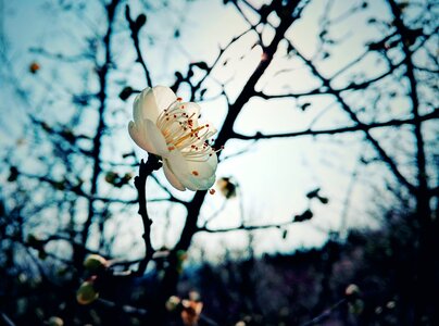 Plum blossom winter plant