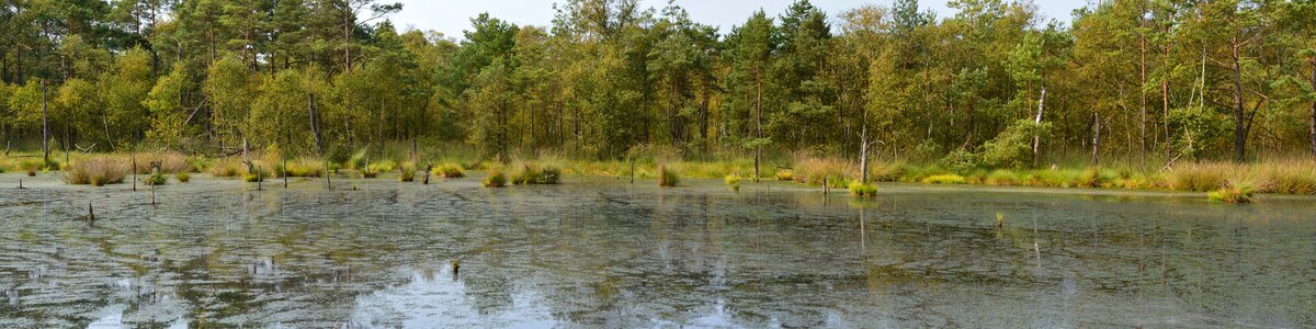 Schneverdingen moorland forest