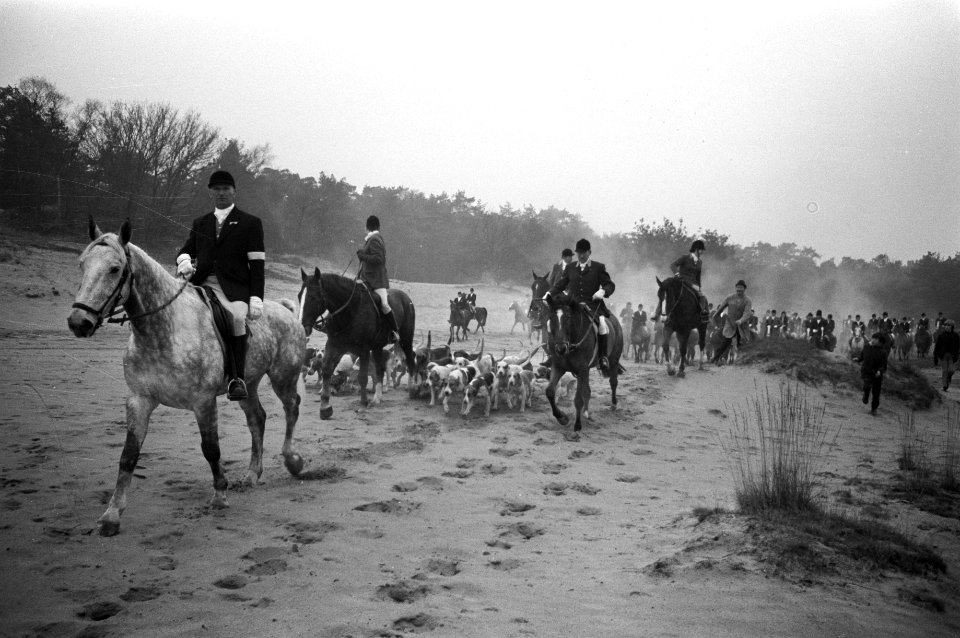 Slipjacht van St Hubertus (paardensport) in bossen Udenhout, honden voor begin , Bestanddeelnr 925-1621