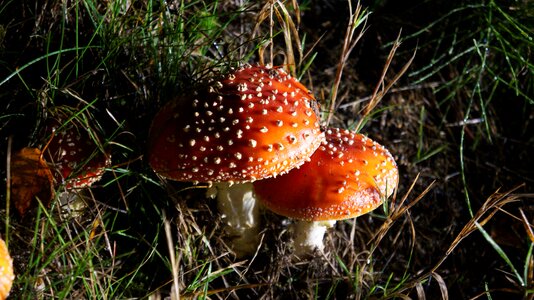 Autumn mushrooms red