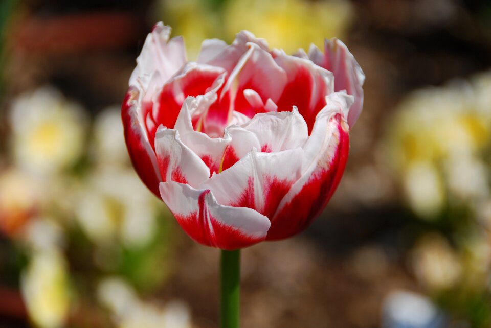Spring petals nature