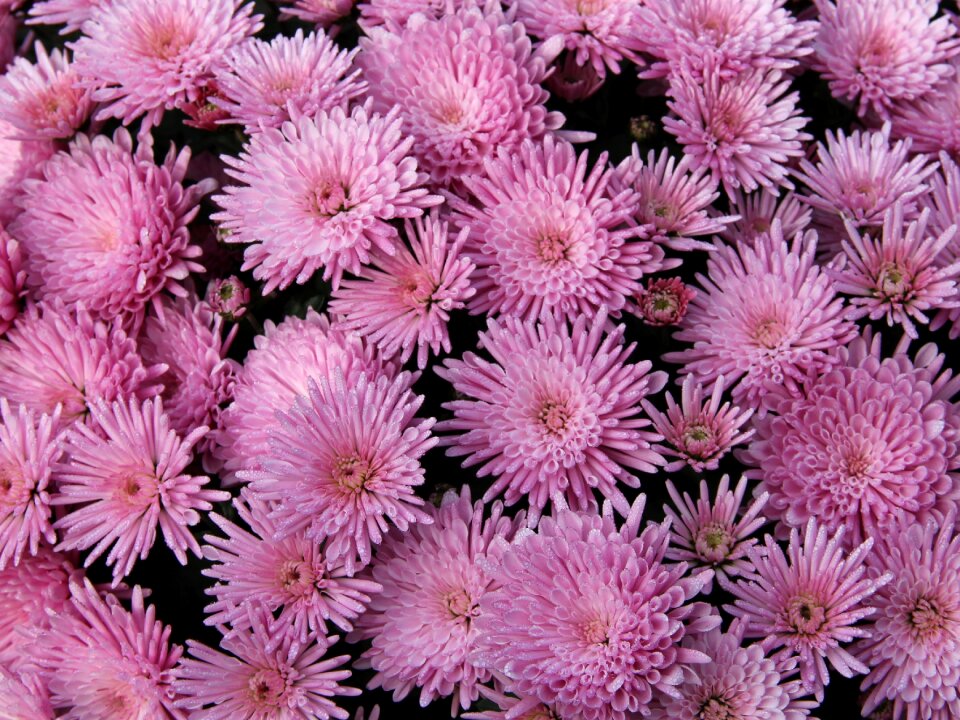 Pink chrysanthemum autumn