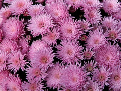 Pink chrysanthemum autumn photo