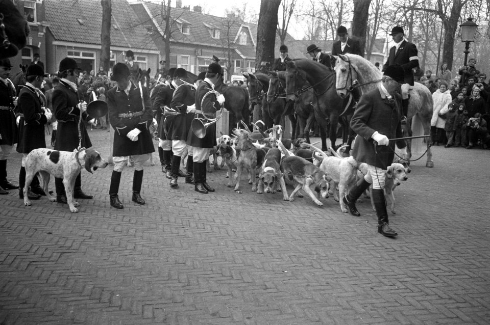 Slipjacht van St Hubertus (paardensport) in bossen Udenhout, honden voor begin , Bestanddeelnr 925-1626