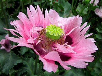 Pink spring single