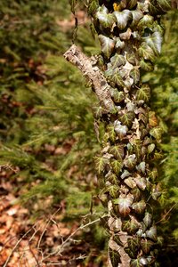 Tree green bark photo