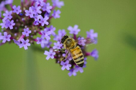 Bee purple little flower photo