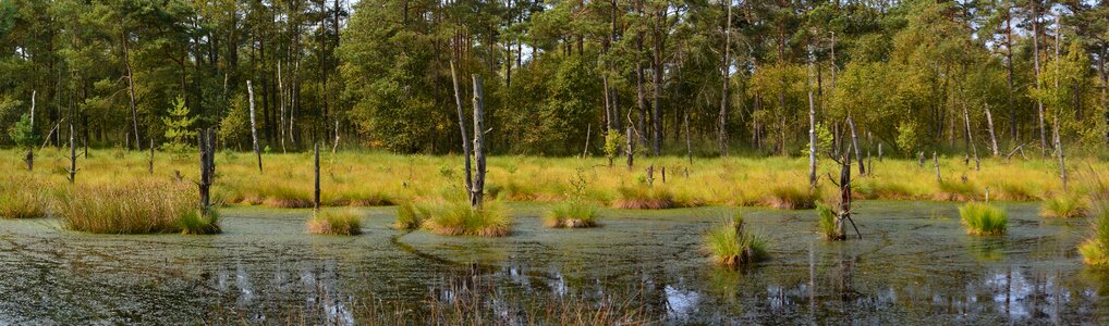 Schneverdingen moorland forest photo