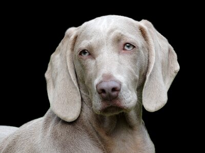 Canine portrait black dog photo