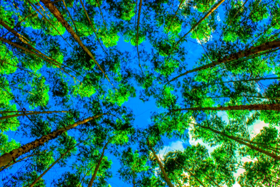 Sometimes You Got To Look Up (199812731)