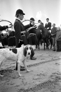 Slipjacht van St Hubertus (paardensport) in bossen Udenhout, honden voor begin , Bestanddeelnr 925-1615