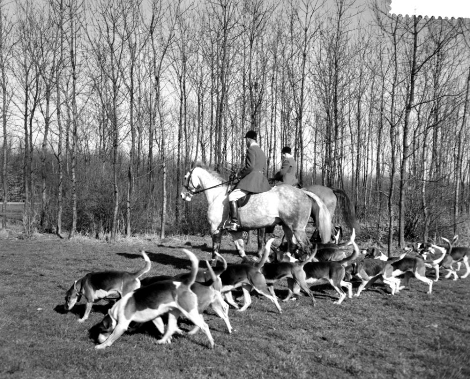 Slipjacht in het Amsterdamse bos, Bestanddeelnr 911-0690