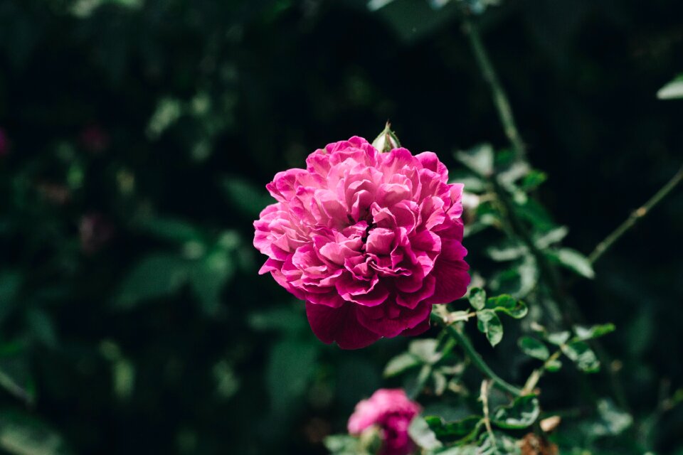 Summer spring home garden