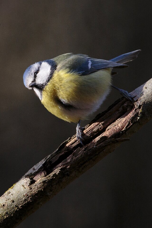Blue tit animals animal