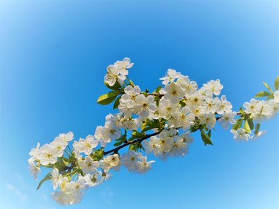 The delicacy nature plant
