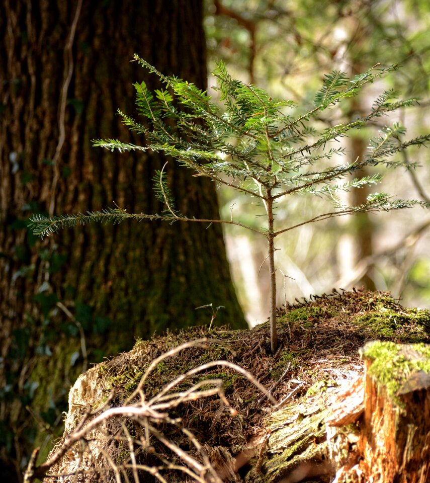 Young drove branches spring