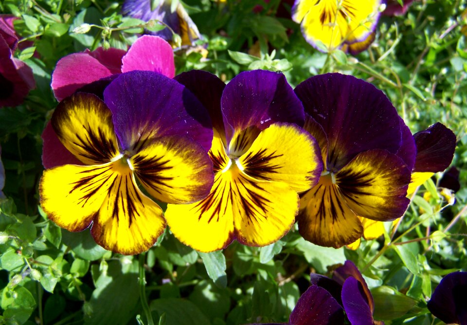 Purple and yellow pansy flower garden spring