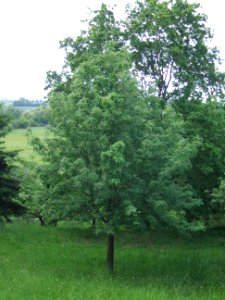 Son of Speierling Dorheim 6