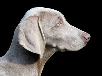 Portrait profile pet