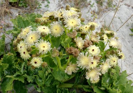 Sonchus grandifolius