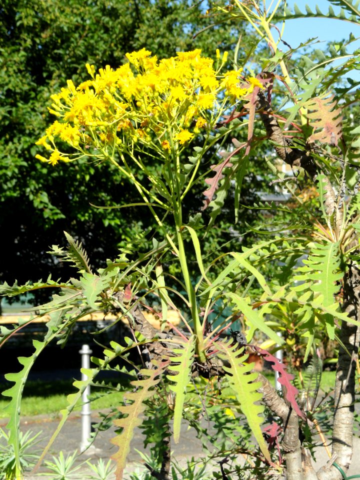 Sonchus palmensis - Botanischer Garten, Frankfurt am Main - DSC02393