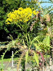 Sonchus palmensis - Botanischer Garten, Frankfurt am Main - DSC02393