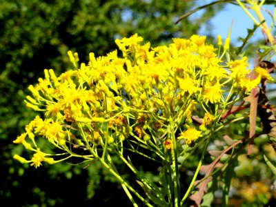 Sonchus palmensis - Botanischer Garten, Frankfurt am Main - DSC02394