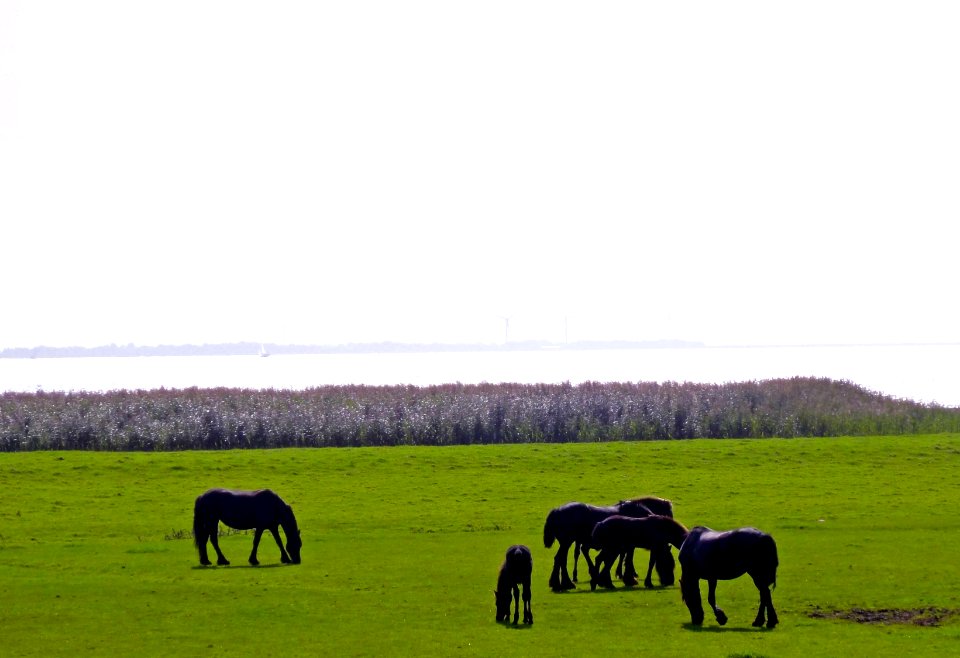 Sondelerdyk2 Tacozijl