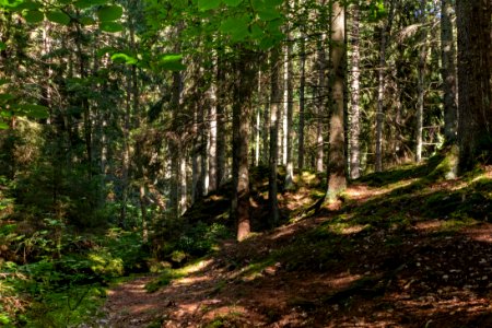 Slope into Gullmarsskogen ravine 1