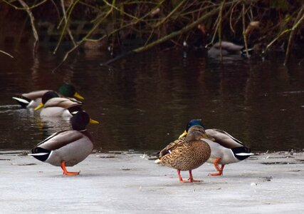 Ducks water bird drake photo