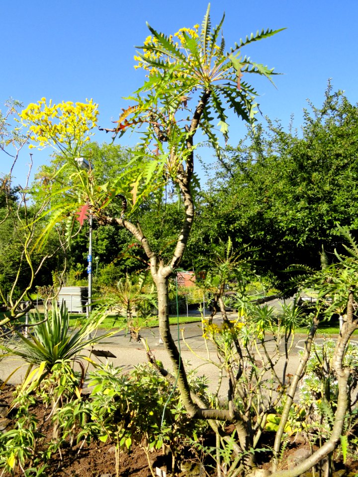Sonchus palmensis - Botanischer Garten, Frankfurt am Main - DSC02392