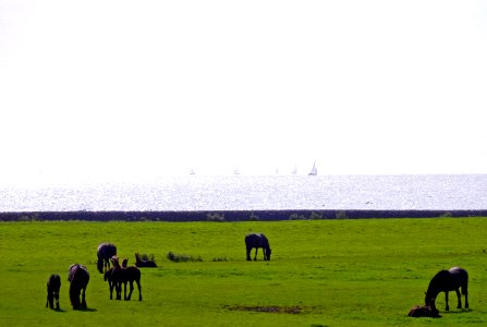 Sondelerdyk nabij Tacozijl1
