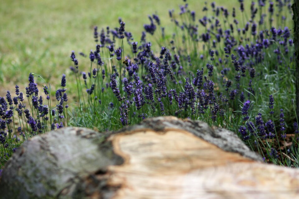 Purple wood wooden