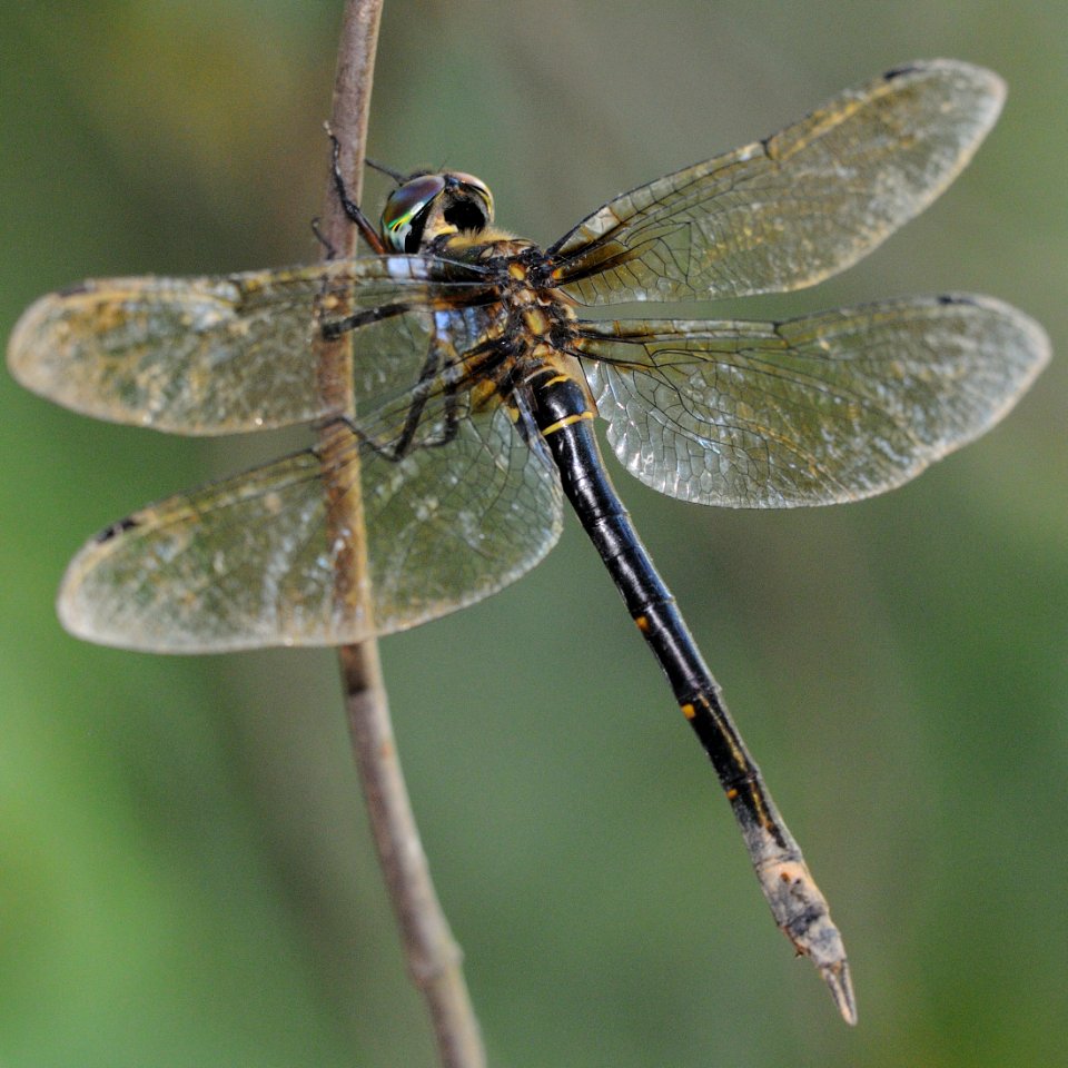 Somatochlora viridiaenea(Female,Japan,2018.08.26)
