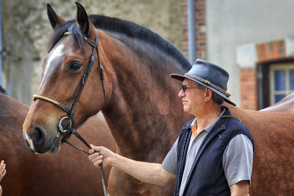 Cart horse fair horse fair