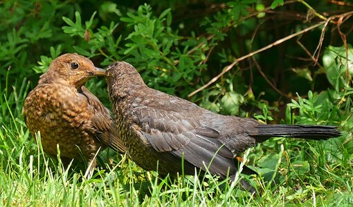 Young star star bird