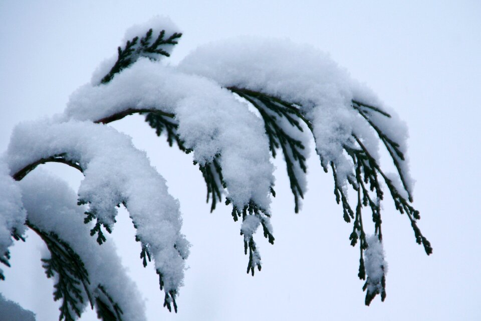Landscape trees ripe