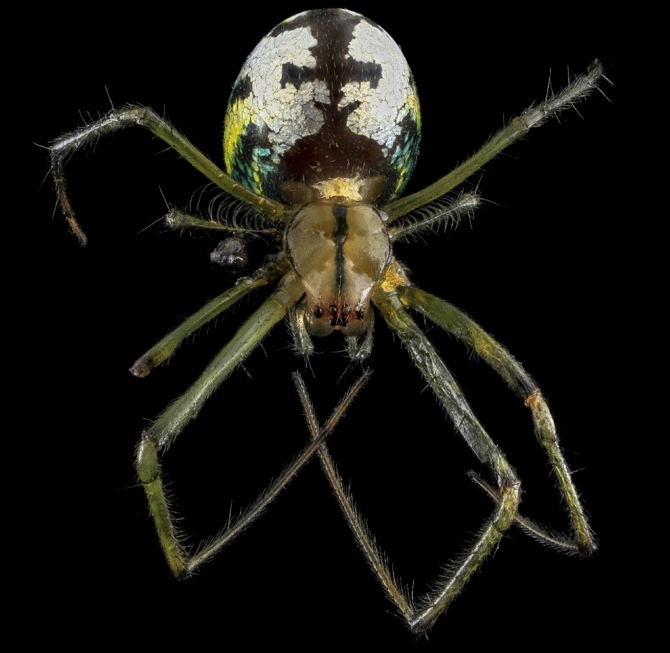 Arachnid predator leucauge venusta