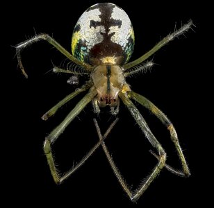 Arachnid predator leucauge venusta photo