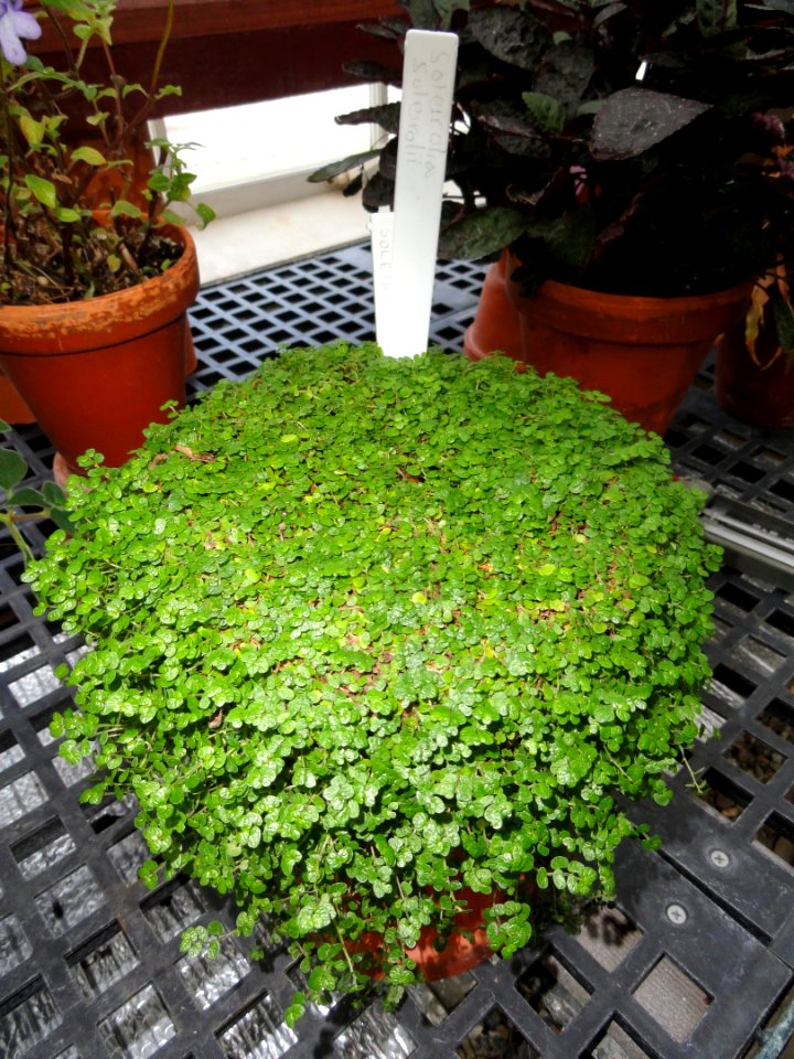 Soleirolia soleirolii - Talcott Greenhouse - Mount Holyoke College - DSC04529