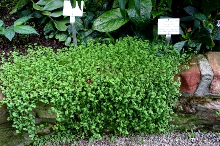 Soleirolia soleirolii - Botanischer Garten - Heidelberg, Germany - DSC01012