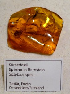 Sosybius sp. (spider) in amber - Naturhistorisches Museum, Braunschweig, Germany - DSC05259