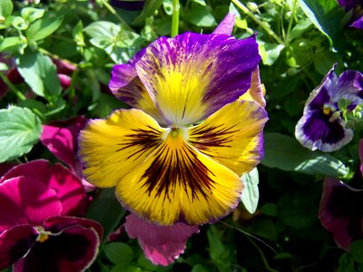 Pansy purple and yellow flowers garden photo