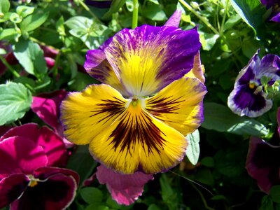Pansy purple and yellow flowers garden