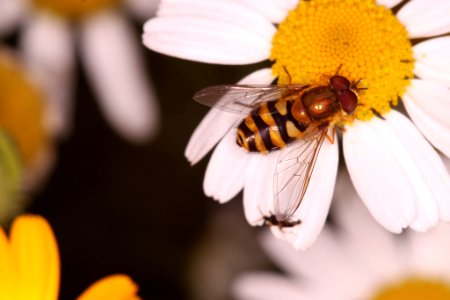 Some Strange Fly On Camomile (163543849)