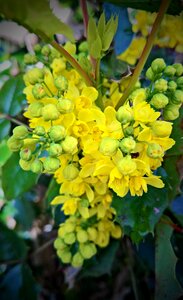 Bush stechdorn leaves yellow flowers