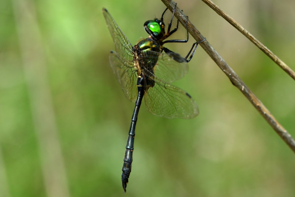 Somatochlora viridiaenea(Male , Japan , 2019.09.14)