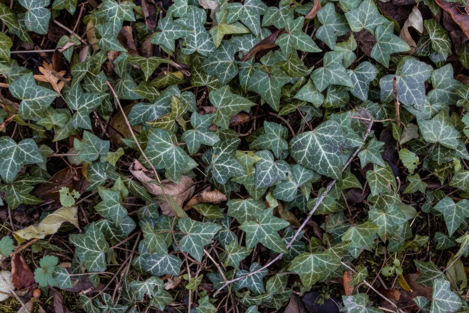 Autumn leaf ivy ivy-leaf geranium