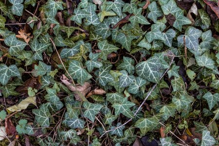Autumn leaf ivy ivy-leaf geranium